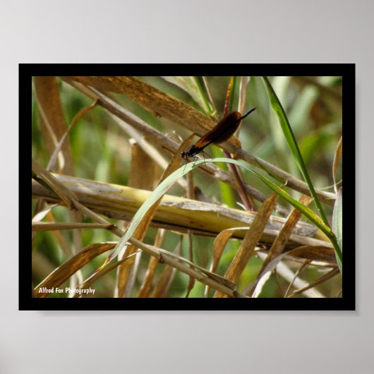 Juffers onder de bamboe poster (Voorkant)