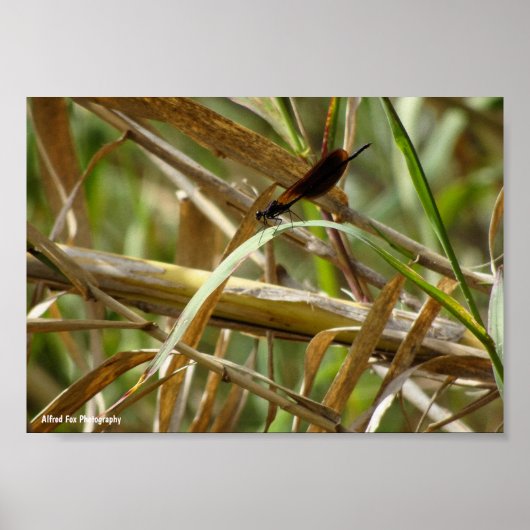 Juffers onder de bamboe poster (Voorkant)