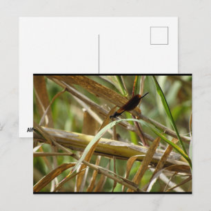 Juffers Tussen de Bamboe Briefkaart