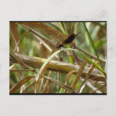 Juffers Tussen de Bamboe Briefkaart (Voorkant)