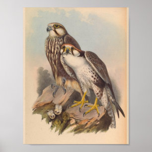 Jugger Falcon Bird Art Print