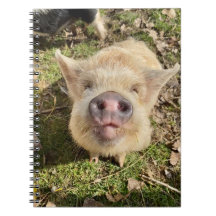 Juggling Daisies Mona-laptop