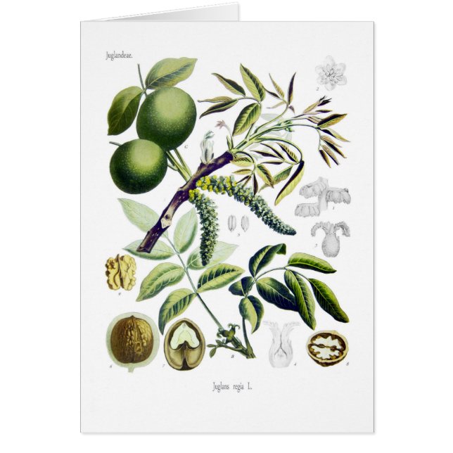 Juglans regia (walnoot) (Voorkant)