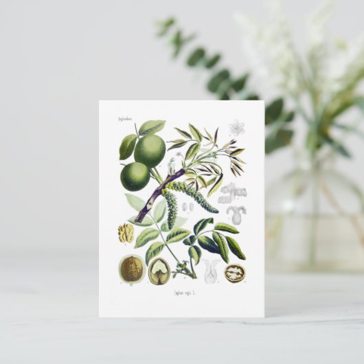 Juglans regia (walnoot) briefkaart (Staand voorkant)