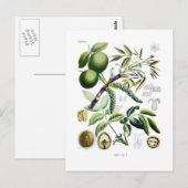 Juglans regia (walnoot) briefkaart (Voorkant / Achterkant)