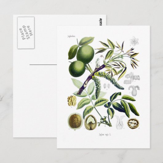 Juglans regia (walnoot) briefkaart (Voorkant / Achterkant)
