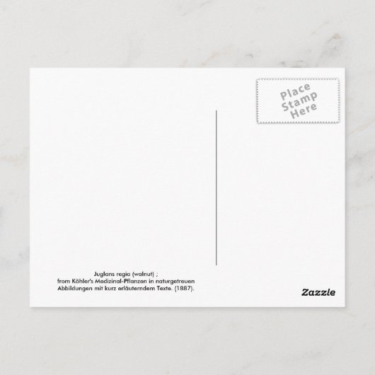 Juglans regia (walnoot) briefkaart (Achterkant)