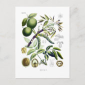 Juglans regia (walnoot) briefkaart (Voorkant)