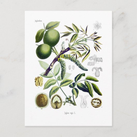 Juglans regia (walnoot) briefkaart (Voorkant)