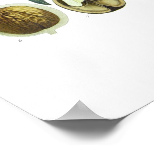 Juglans regia (walnoot) poster (Hoek)