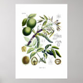 Juglans regia (walnoot) poster (Voorkant)
