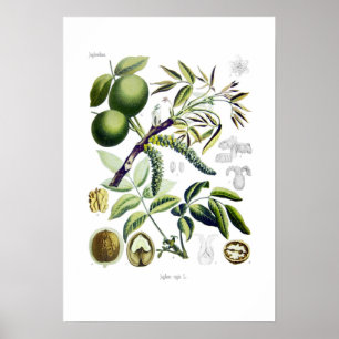 Juglans regia (walnoot) poster