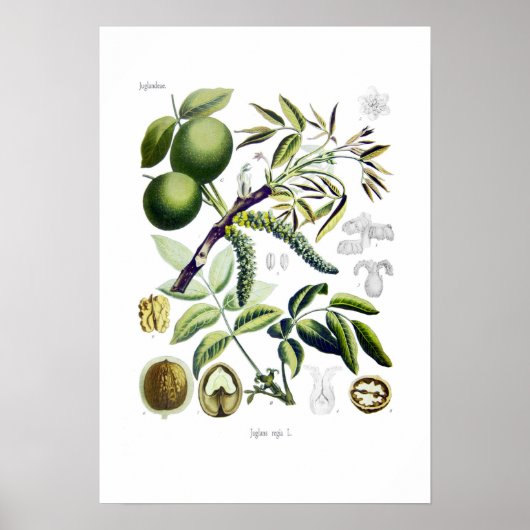 Juglans regia (walnoot) poster (Voorkant)