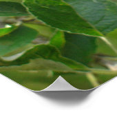 Juicy Green Apple Poster (Hoek)