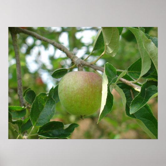 Juicy Green Apple Poster (Voorkant)
