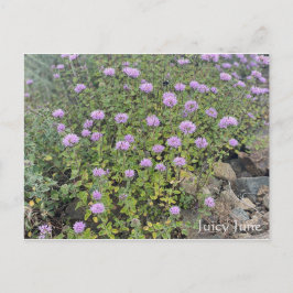 Juicy June Briefkaart