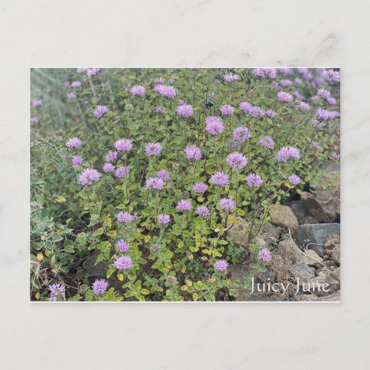 Juicy June Briefkaart (Voorkant)