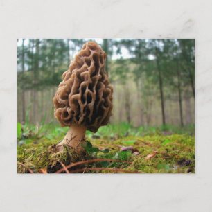 Juicy Morels Briefkaart