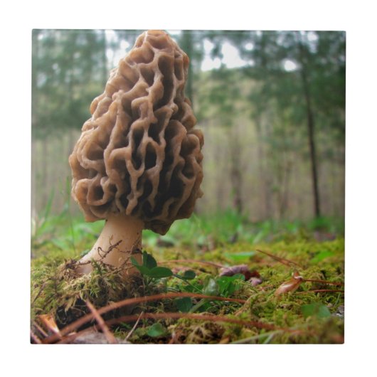 Juicy Morels Tegeltje (Voorkant)