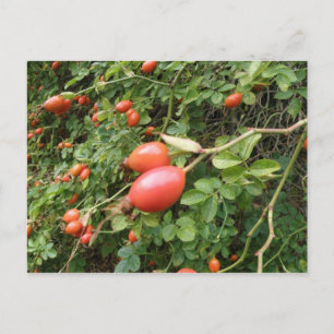 Juicy Red Rose Hips Briefkaart
