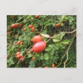 Juicy Red Rose Hips Briefkaart (Voorkant)