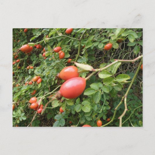 Juicy Red Rose Hips Briefkaart (Voorkant)