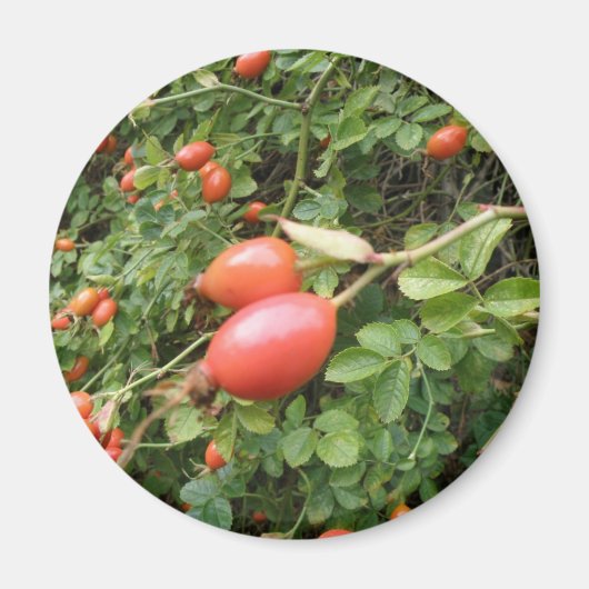 Juicy Red Rose Hips Magnet (Voorkant)