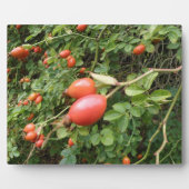 Juicy Red Rose Hips Plaque Fotoplaat (Voorkant)