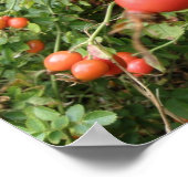 Juicy Red Rose Hips Print (Hoek)