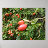 Juicy Red Rose Hips Print (Voorkant)