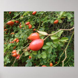 Juicy Red Rose Hips Print