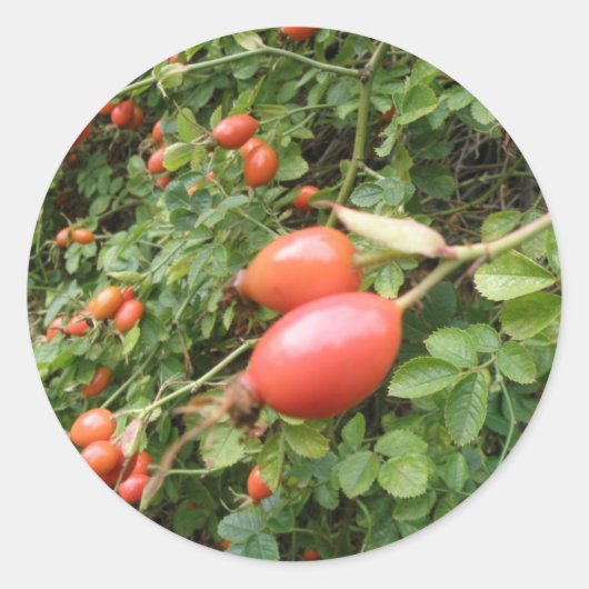 Juicy Red Rose Hips Sticker (Voorkant)