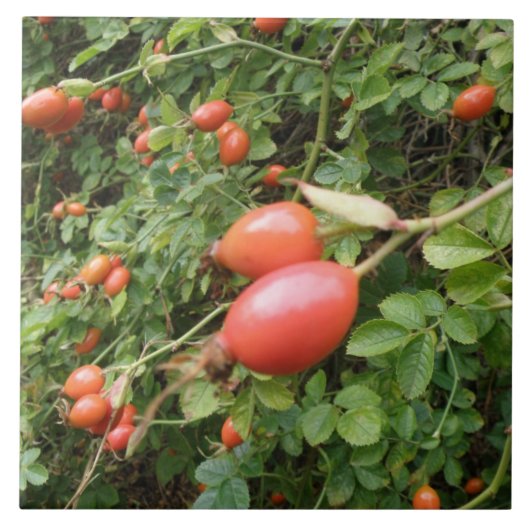 Juicy Red Rose Hips Tile Tegeltje (Voorkant)