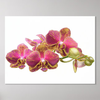 Juiste Folie-accessoires op Red Orchids Print Post