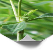 Juiste Perch Poster (Hoek)