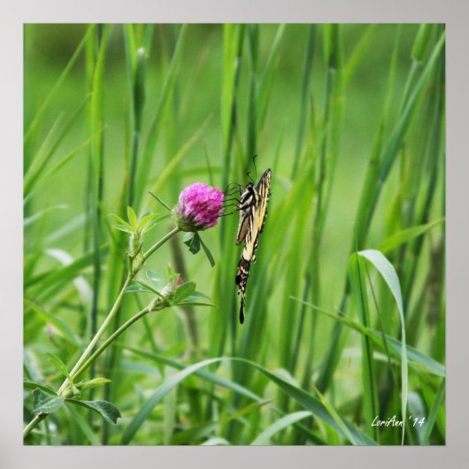 Juiste Perch Poster (Voorkant)