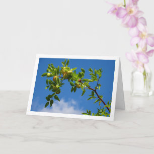 Jujube Fruit op loofboom Kaart