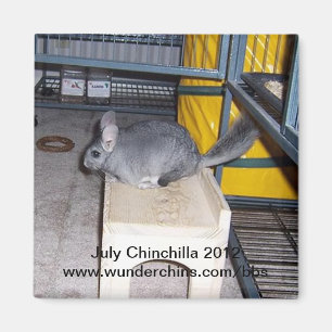 Juli chinchilla 2012 magneet