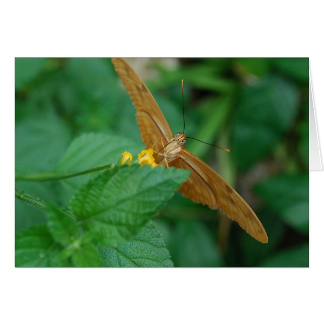 Julia Butterfly (Voorkant Horizontaal)