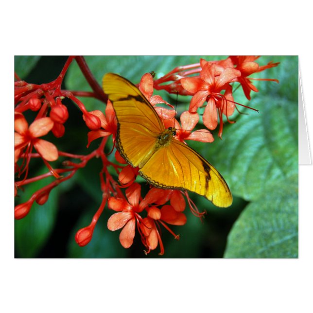 Julia Butterfly (Voorkant Horizontaal)