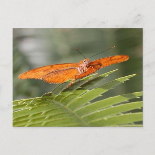 Julia butterfly op briefkaart blad (Voorkant)