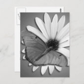 Julia Butterfly op Daisy Briefkaart (Voorkant / Achterkant)