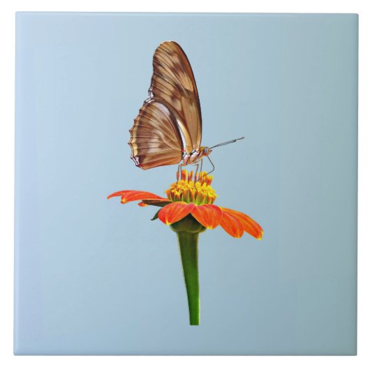 Julia Butterfly op Zinnia Tegeltje (Voorkant)