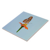 Julia Butterfly op Zinnia Tegeltje (Zijkant)
