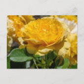 Julia Child Rose Briefkaart (Voorkant)