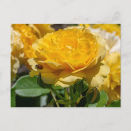 Julia Child Rose Briefkaart