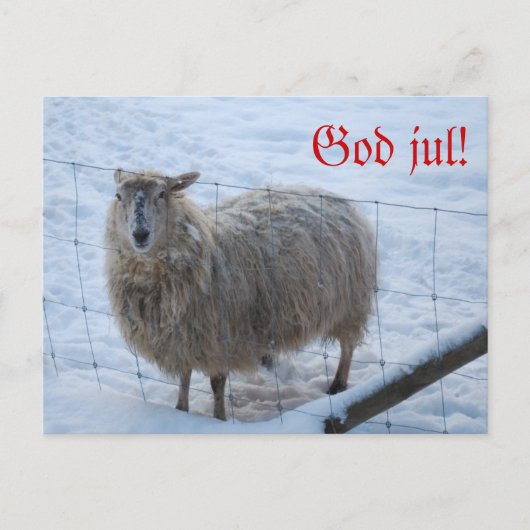 Julkort - Fåret Fjun Briefkaart (Voorkant)