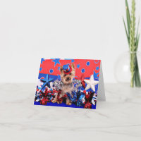 July 4th - Yorkie - Vinnie