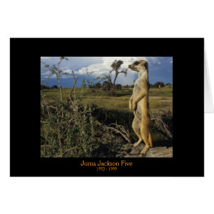 Juma - Legends-kaarten