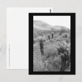 Jumping Cholla Cactus Desert B&W Foto Briefkaart (Voorkant / Achterkant)